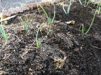 ���̗����{�u���O