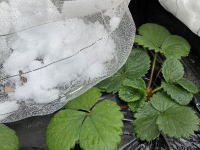 ���̗����{�u���O