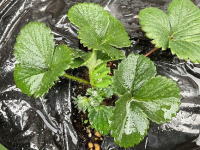 ���̗����{�u���O