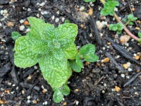 ���̗����{�u���O