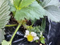 ���̗����{�u���O